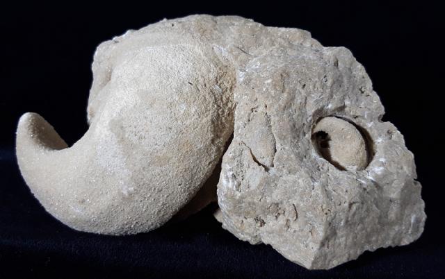 Eodiceras bavaricum (ZITTEL) - Bild © FossNet FossilienStore